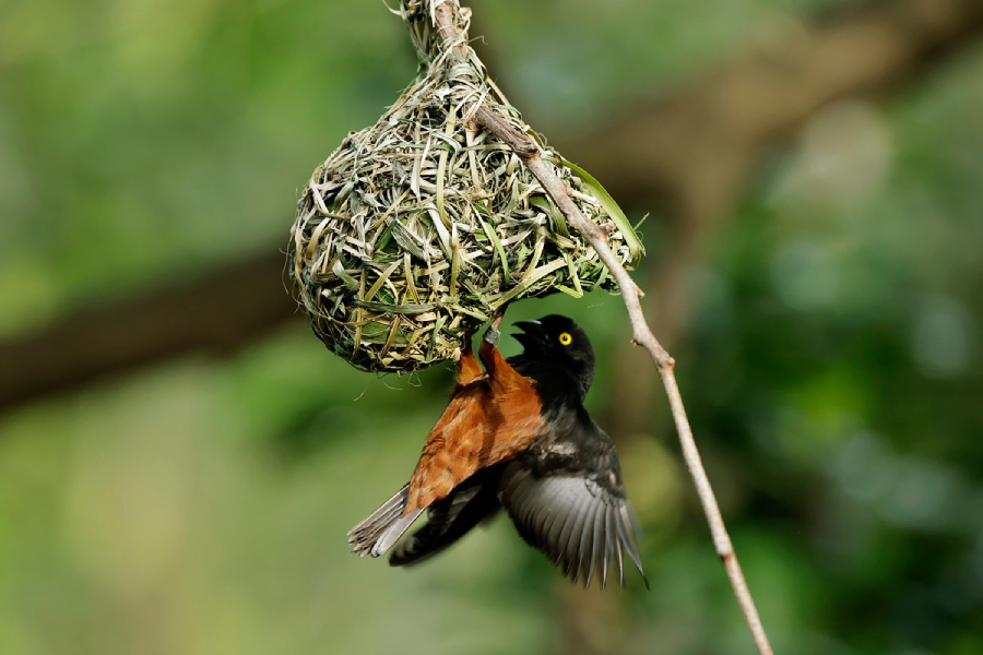 Let's Build A Nest