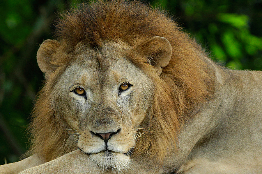 Wild Africa Guided Tour