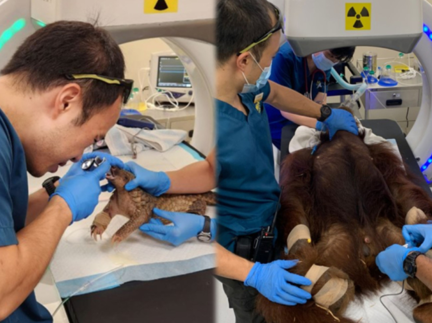 vets checking up on the animals