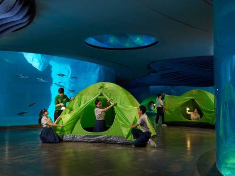 students setting up a tent in an indoor setting in Bird Paradise