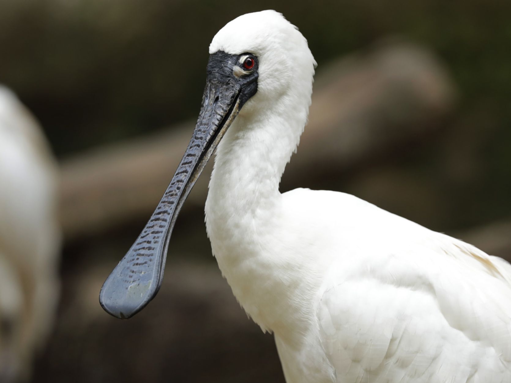 Spoonbill bird