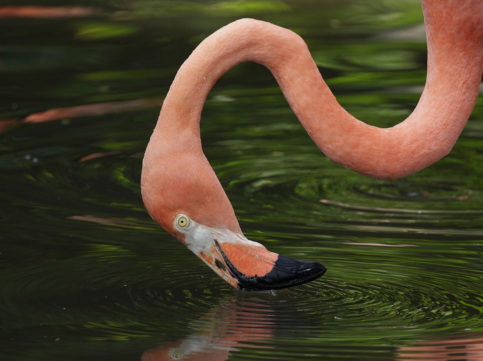 Flamingo bill in water