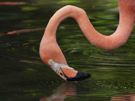 flamingo bill in water