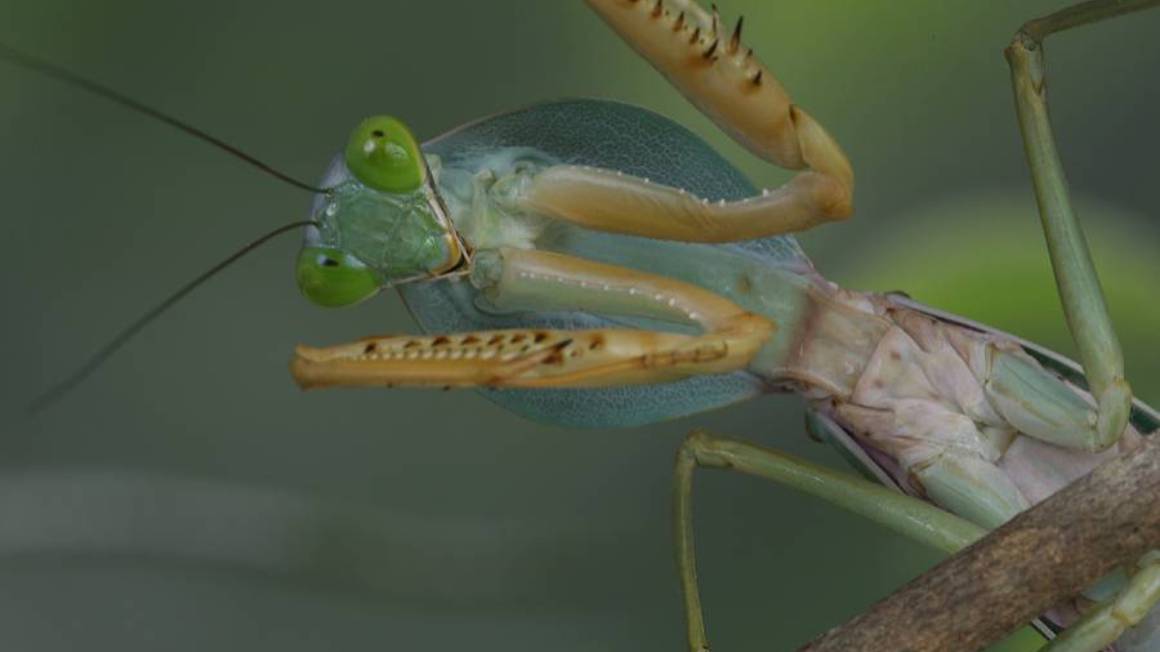 Bug Discovery 3