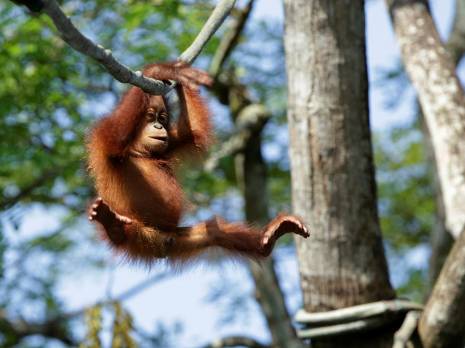 baby orangutan swinging in the trees