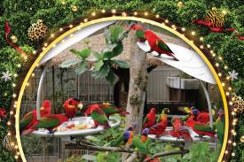 Lories and Lorikeets Festive Feast