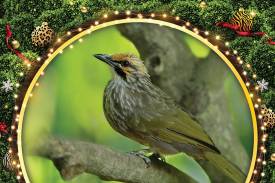 Songbirds Festive Feast