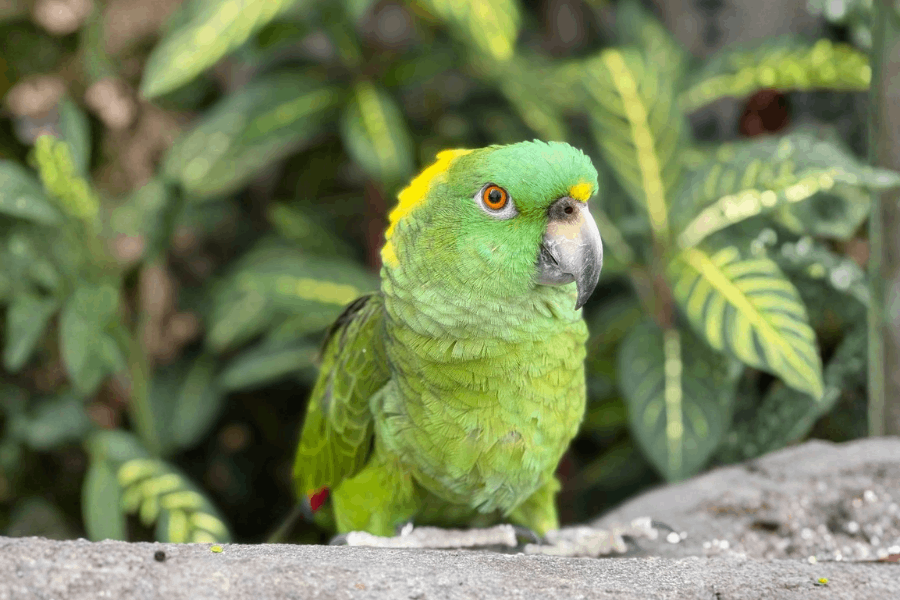 Amigo