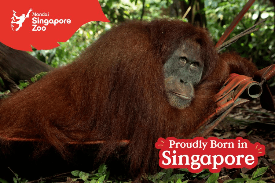 Ah Meng the Orangutan