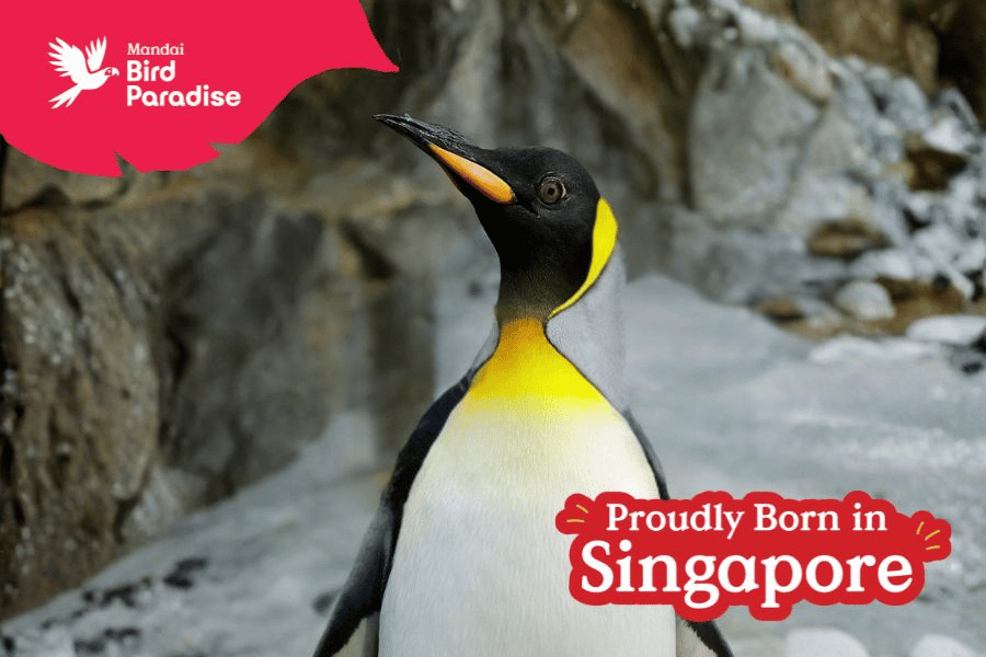 Arlo the King Penguin
