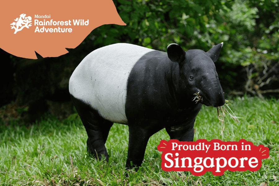 Bayu the Malayan Tapir
