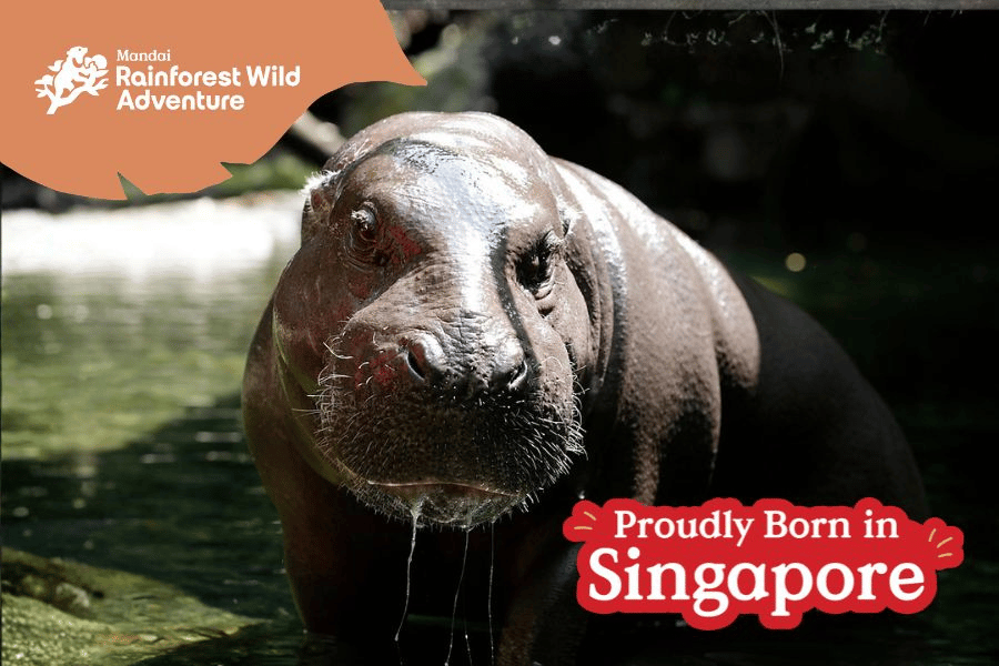 Miata the Pygmy Hippo