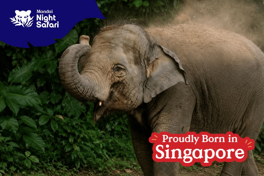 Neha the Asian Elephant