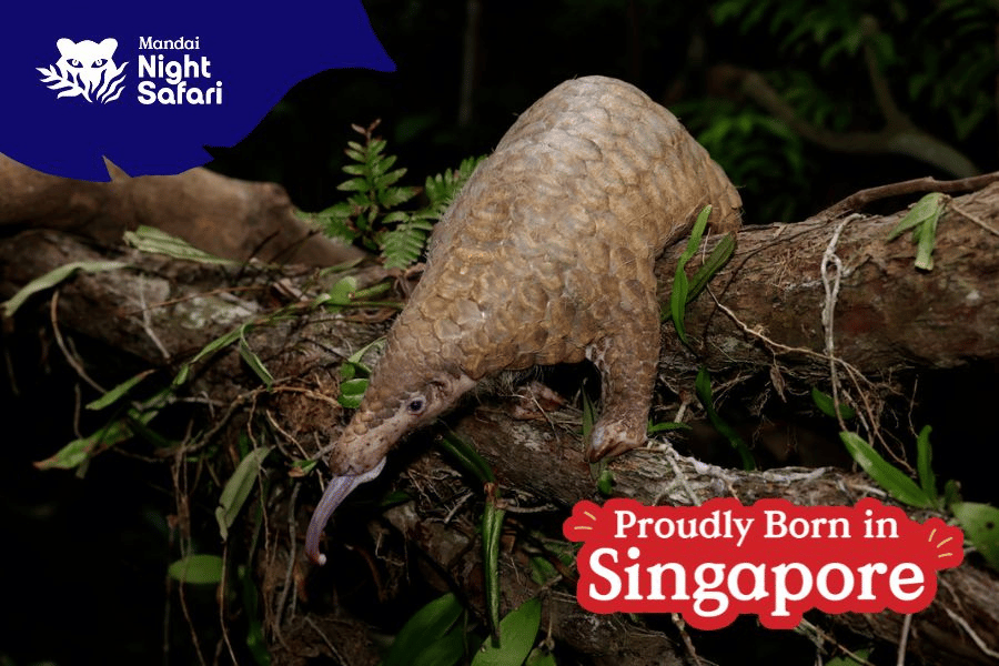 Radin the Sunda Pangolin