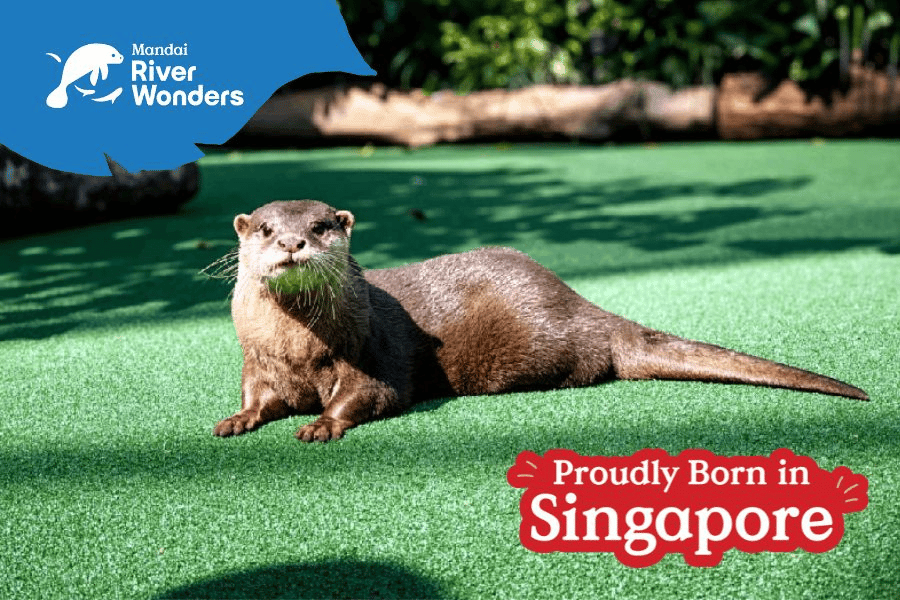 This is a picture of Tucker, the Otter