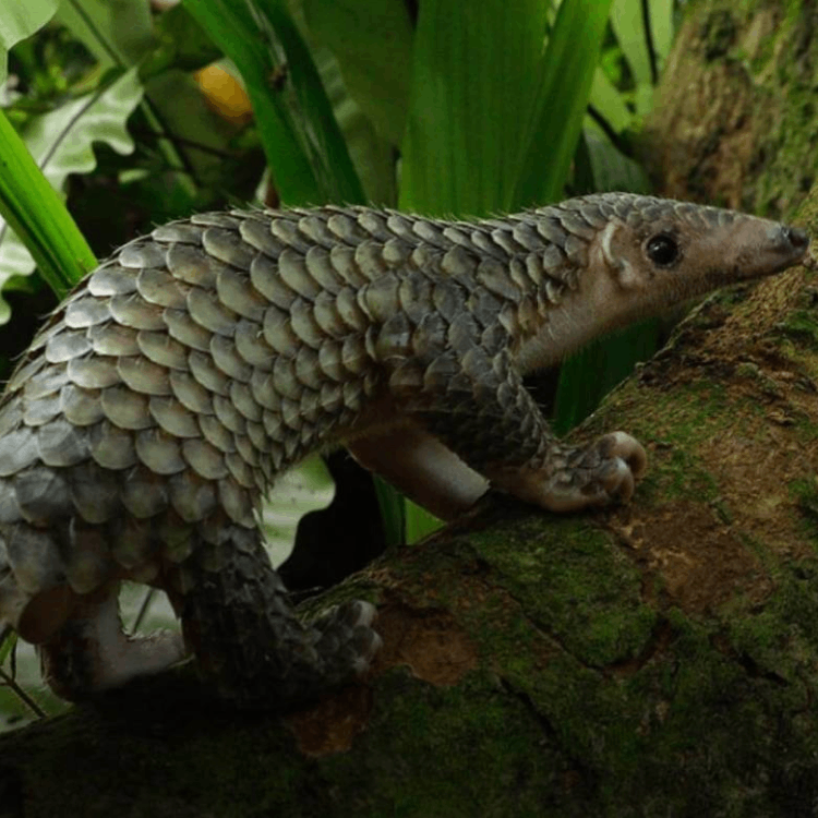 Sunda Pangolin