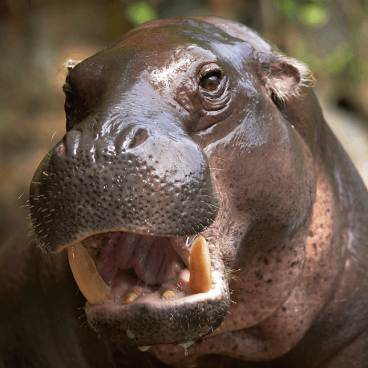 Pygmy Hippo