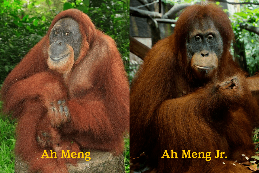 Photo of Ah Meng and Ah Meng's Grandmother
