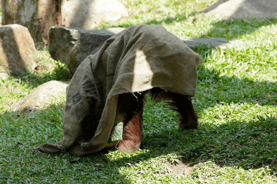 Photo of Ah Meng under her gunny sack