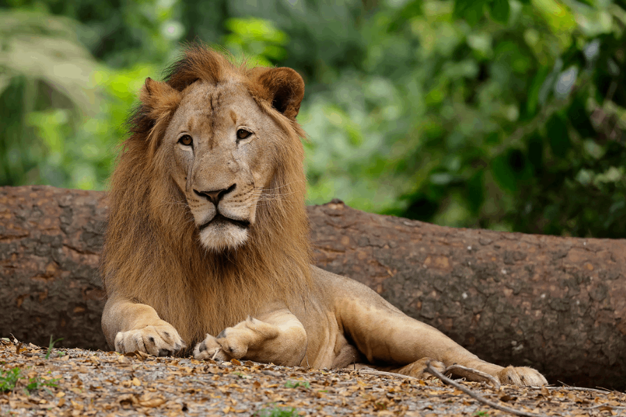 Simba Photo