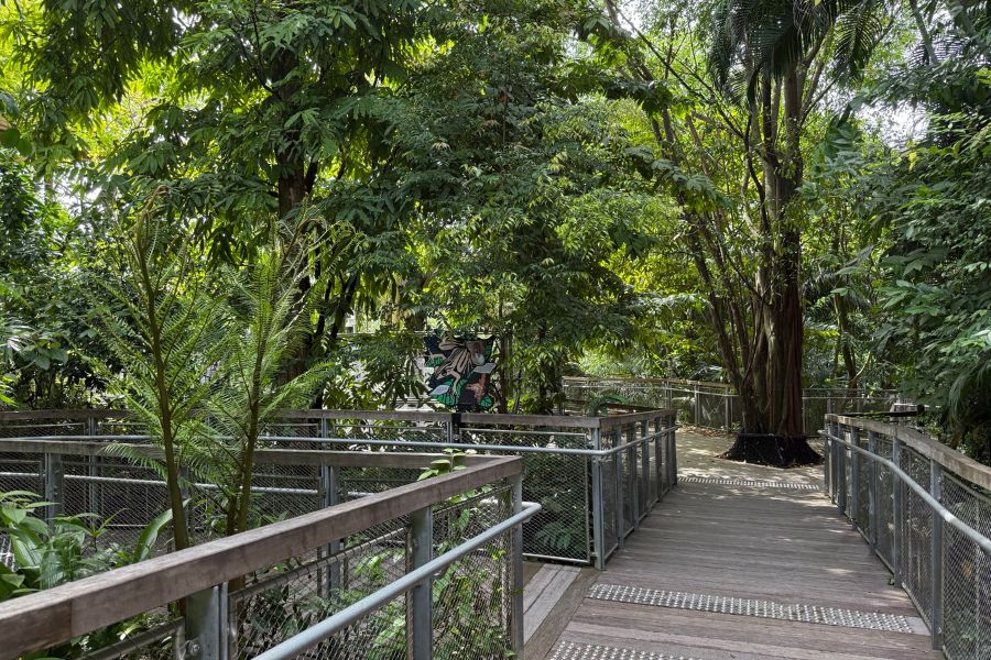 Mandai Boardwalk Tree Frog's Hangout