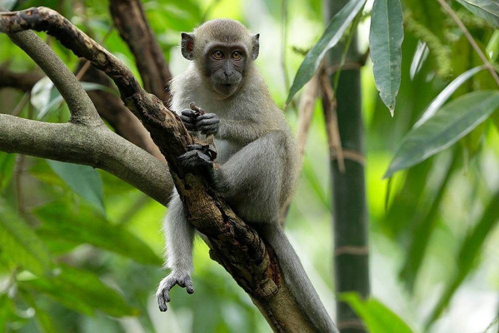 Long-tailed macaque