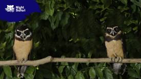 Spectacled Owls
