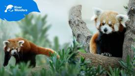 Red Pandas
