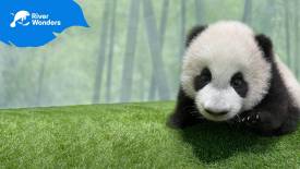 Baby Panda