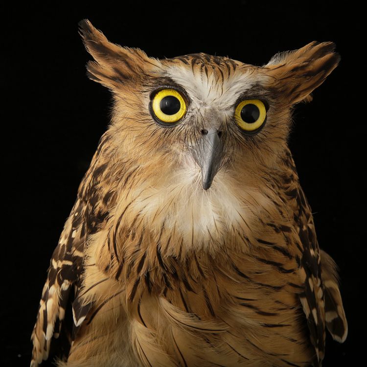 Buffy fish owl