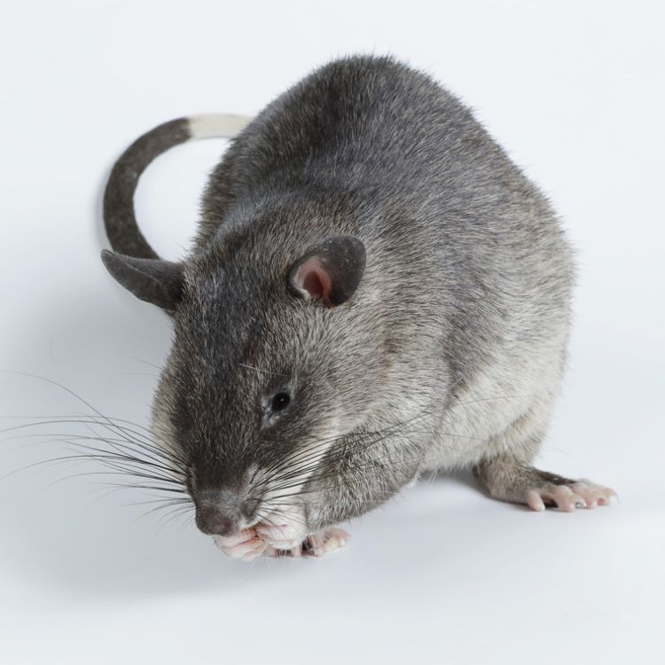 Gambian pouched rat