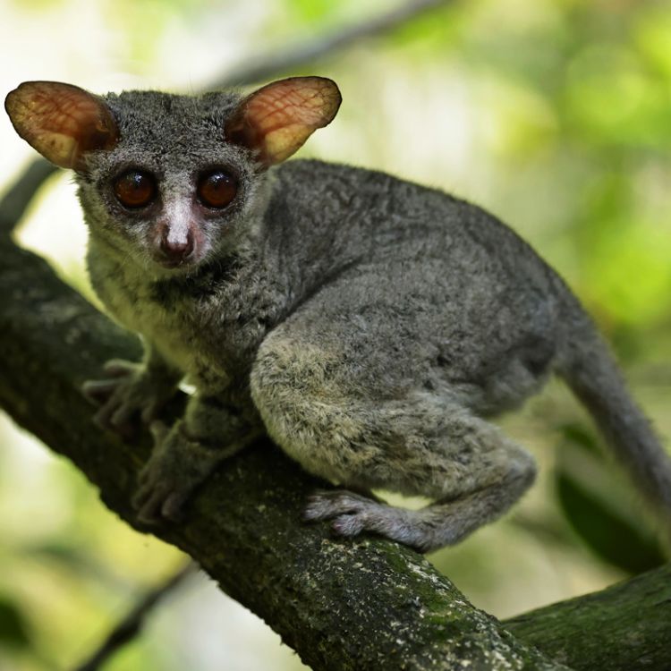 Senegal bushbaby