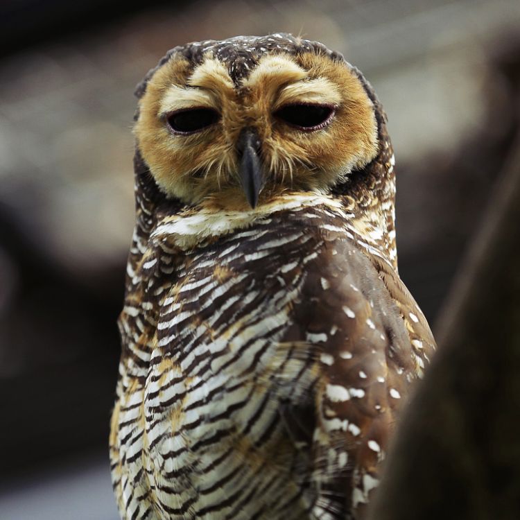 Spotted wood owl