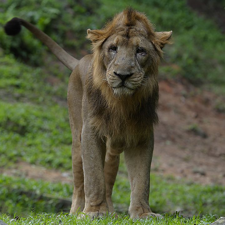 Asian lion