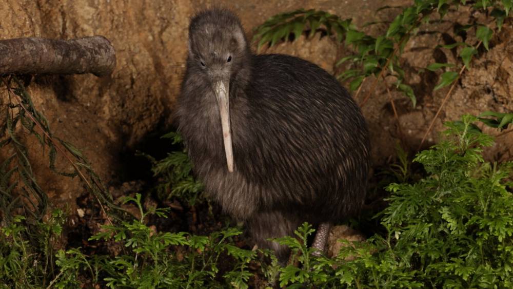 North Island Brown Kiwi
