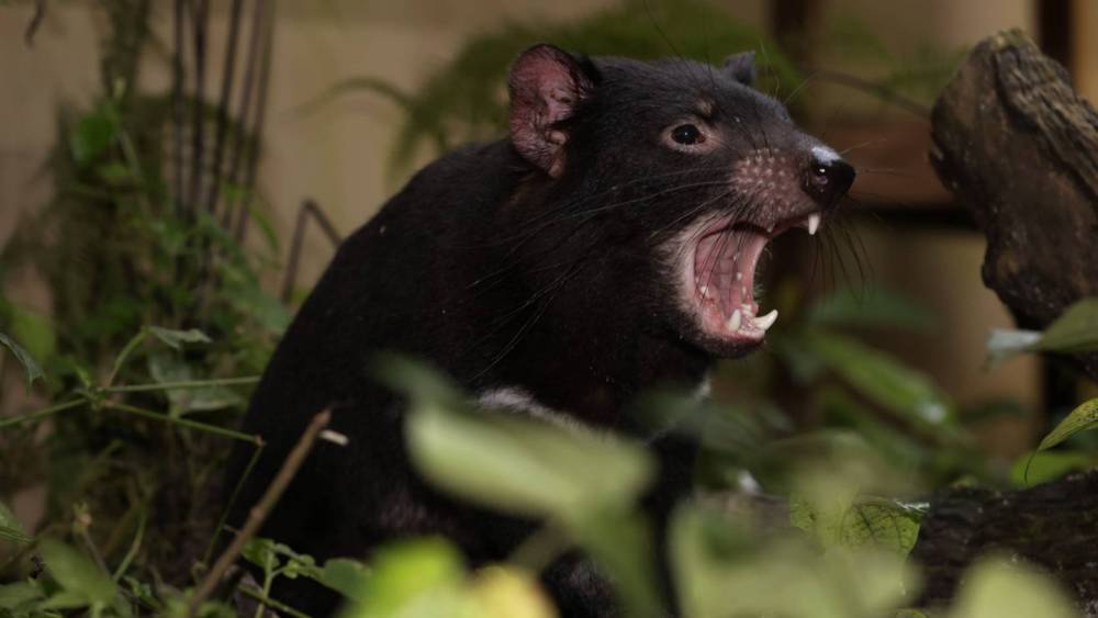 Tasmanian devil