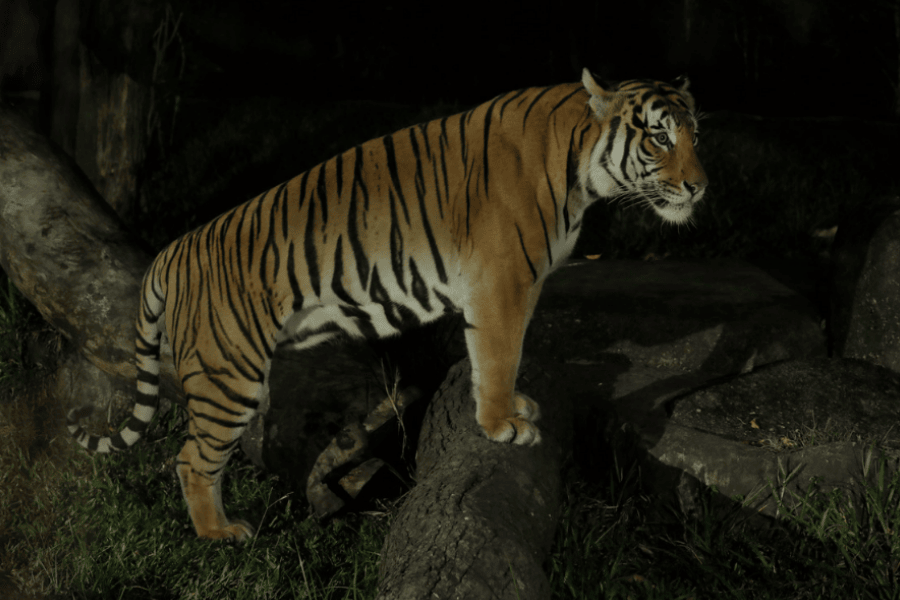 Malayan Tiger 飼育員のトークタイム