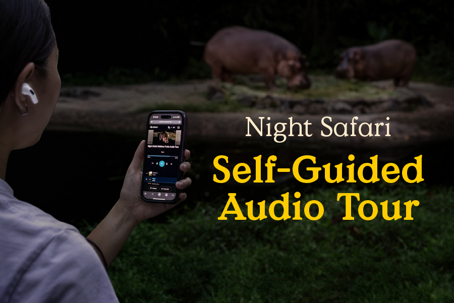 /content/dam/mandai/night-safari/things-to-do/night-safari-cinewav-self-guided-audio-tour-900x600.jpg