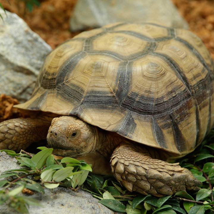 African Spurred Tortoise