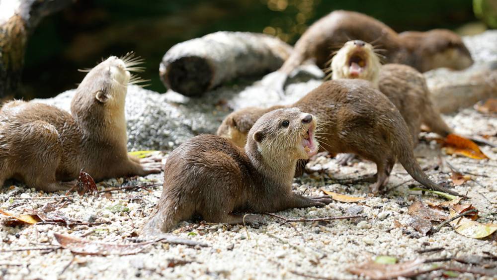 a group of Asian small-clawed otter