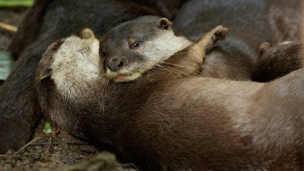 a sleepy Asian small-clawed otter
