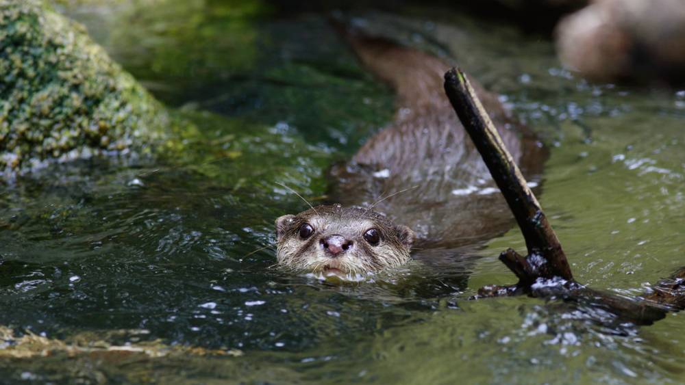 a Asian small-clawed otter swimming