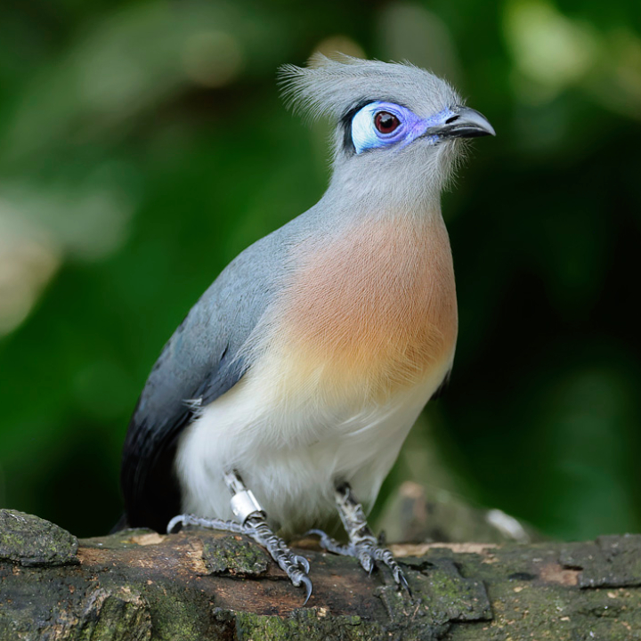 Crested Coua