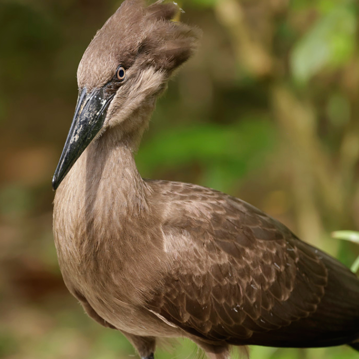 Hamerkop