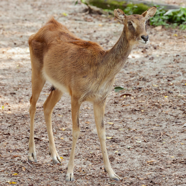 Nile Lechwe