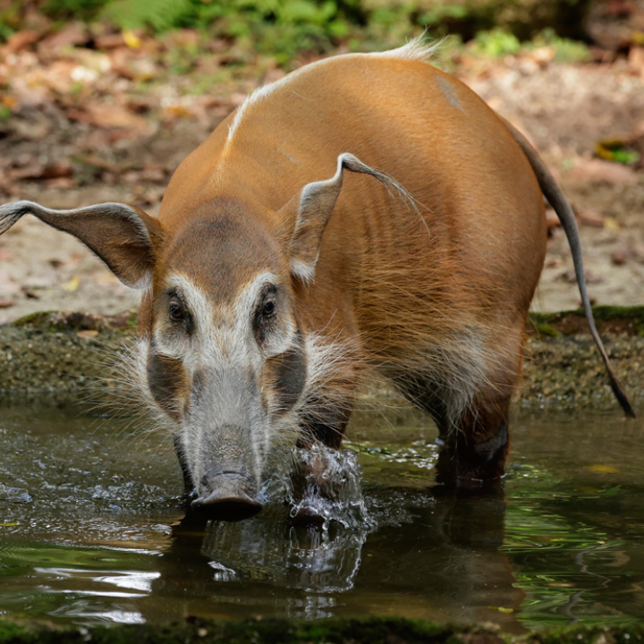 Red River Hog