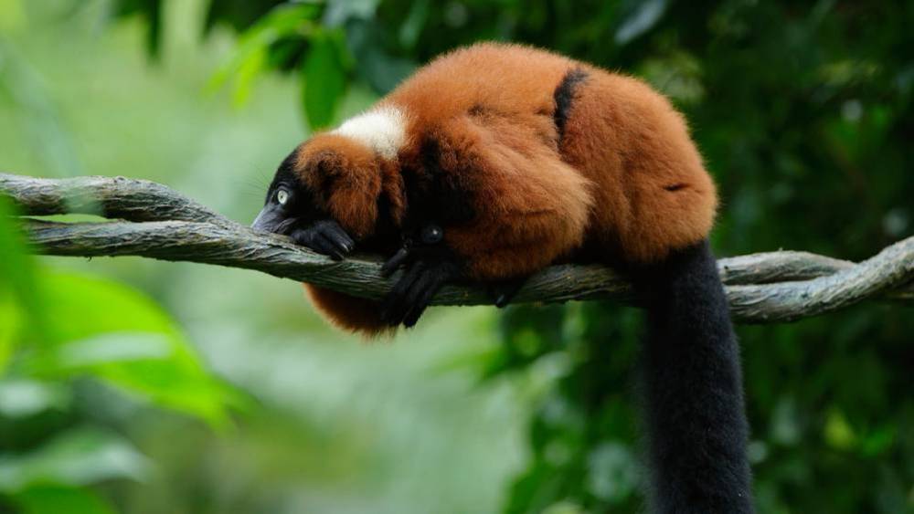 Safeguarding Species