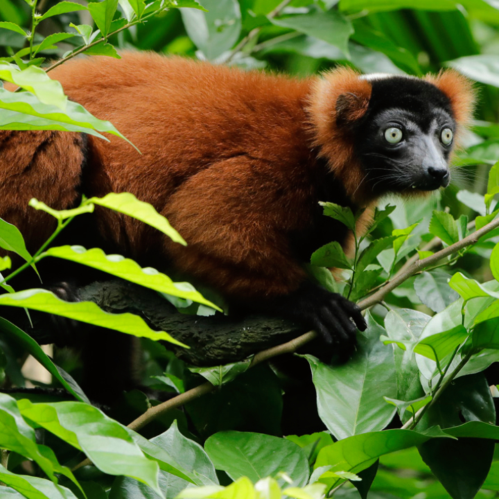 Red Ruffed Lemur
