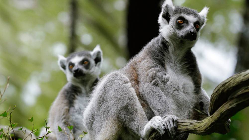 Safeguarding Species