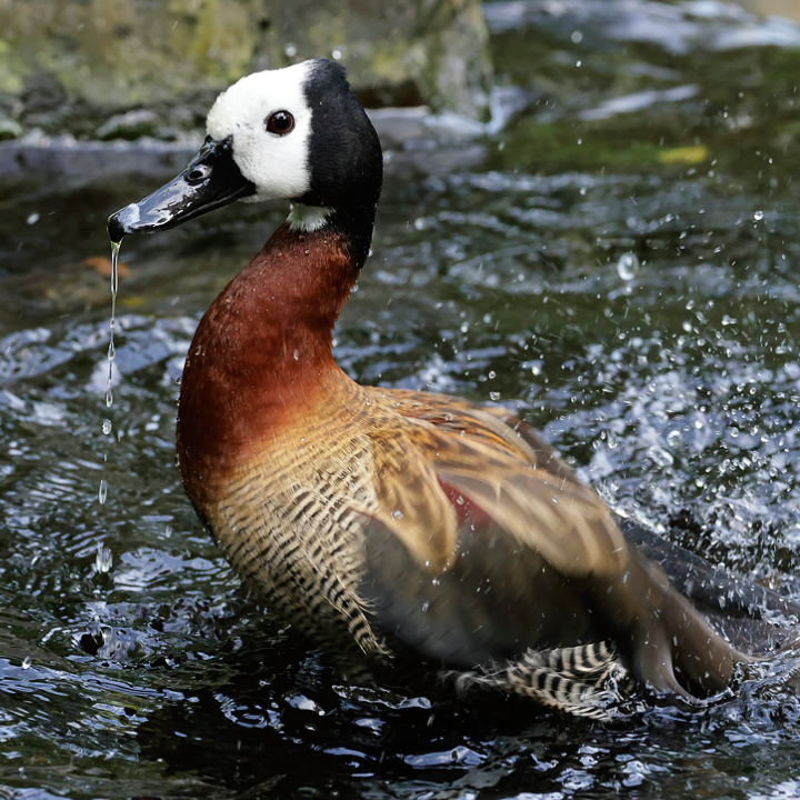 White-faced Whistling Duck